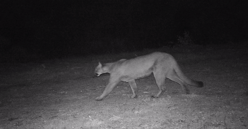 A gif showing bounding box drawn over the image of a cougar in a dark forest